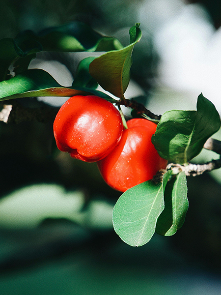 fruits and berries